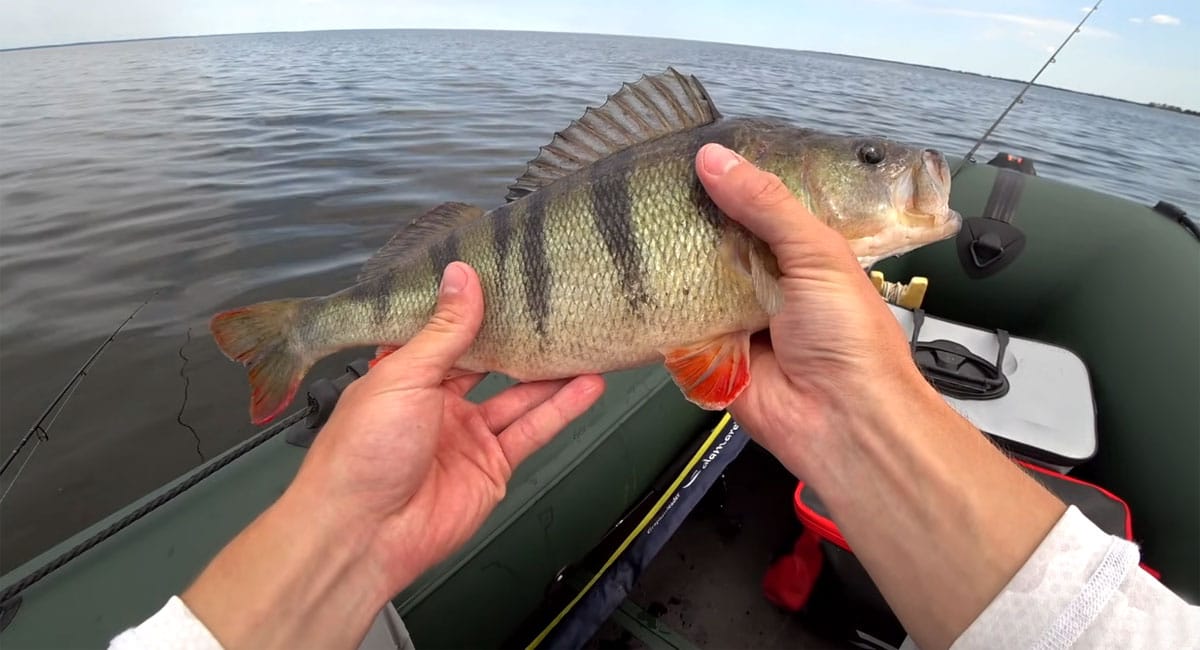 Ловля на дроп-шот: летняя тактика для хищника