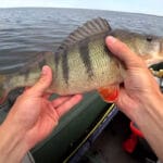 Ловля коропа на яскраві бойли: тактика одиночної насадки в липні