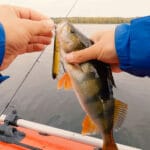 Літня спека – не перешкода: як змусити карася клювати опівдні