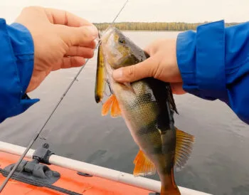 Спінінгісти переходять на дрібні уокери для лову окуня в "котлах"