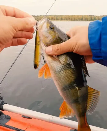 Спінінгісти переходять на дрібні уокери для лову окуня в "котлах"