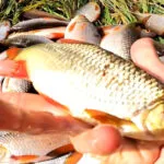 Прикормка на коропа, яка зводить рибу з розуму: рецепт від профі