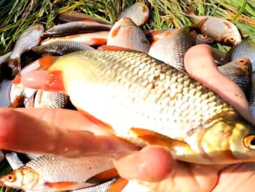 50+ пліток за 2 години: відкрийте для себе метод, який працює завжди