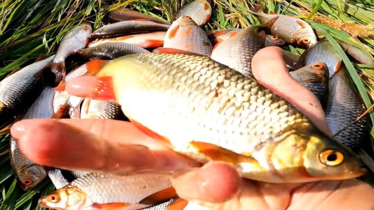 50+ пліток за 2 години: відкрийте для себе метод, який працює завжди