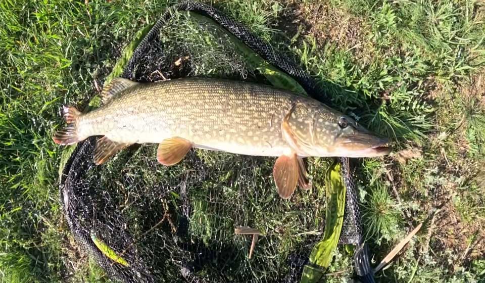 Ловля щуки в июле 2025: эксперты назвали лучшие места и тактику