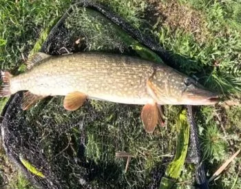 Експерти розповіли, як ловити щуку в липні 2025 року