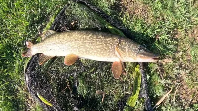 Експерти розповіли, як ловити щуку в липні 2025 року