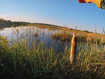 Ловля щуки в траве летом: 5 лучших приманок