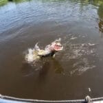 Жара снизила эффективность ароматизаторов для карпа: рыболовы возвращаются к натуральной кукурузе