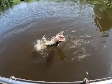 Щука в траві: рибалки переходять на воблери з короткою лопаткою