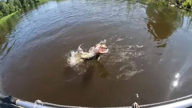 Щука в траві: рибалки переходять на воблери з короткою лопаткою