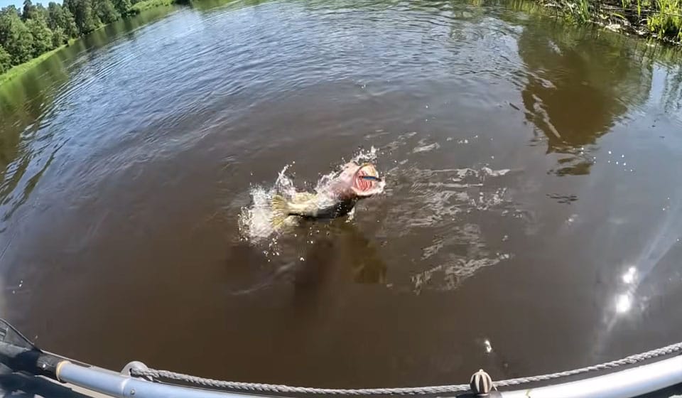 Щука в траві: рибалки переходять на воблери з короткою лопаткою