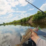 Найкращі рослинні насадки для цілеспрямованого лову амура