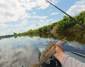 Нова тактика лову судака в липні: 3 клювання за 7 закидів у коряжнику