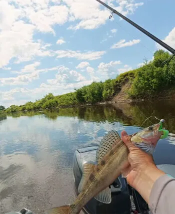 Нова тактика лову судака в липні: 3 клювання за 7 закидів у коряжнику