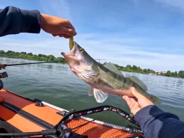 Ловля судака в липні 2025 року: де шукати і на що ловити