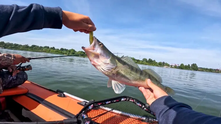 Ловля судака в липні 2025 року: де шукати і на що ловити