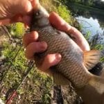 Рыбалка в Сумской области: июль 2025 — щука и голавль на пике активности