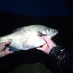 Короп ігнорує дорогі бойли? Експерт розкрив секрет насадки, що врятувала риболовлю у спеку