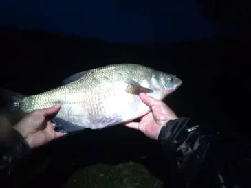 Де зараз ловлять ляща: мапа кльову на 4–6 липня 2025