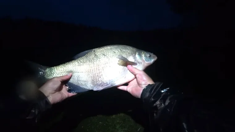 Де зараз ловлять ляща: мапа кльову на 4–6 липня 2025