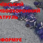 Рибалки в липні повертаються до ловлі плітки на перловку