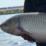 Упіймали сазана на дикому ставку, спостерігаючи за бульбашками. Спрацювала ця насадка!