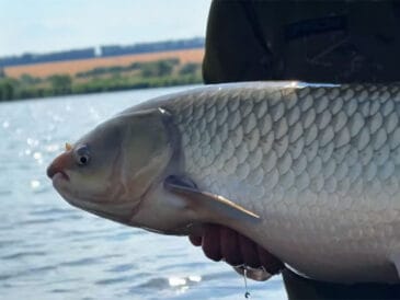 На що ловити білого амура: топ-5 насадок для літа
