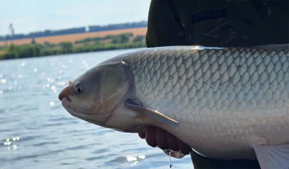На що ловити білого амура: топ-5 насадок для літа