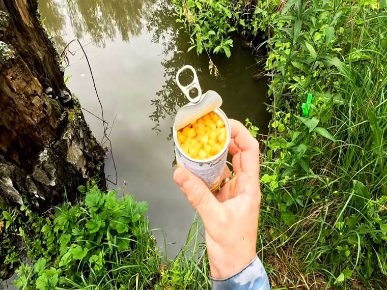Насадка на карася - консервированная кукуруза