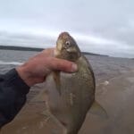 Просто добавил укроп в прикормку — и карась пошел как сумасшедший!