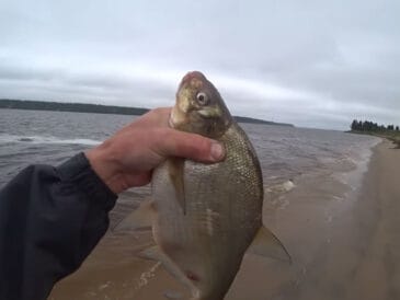 Не бійтеся великої наживки: пучок черв'яків приніс ляща на 1,5 кг