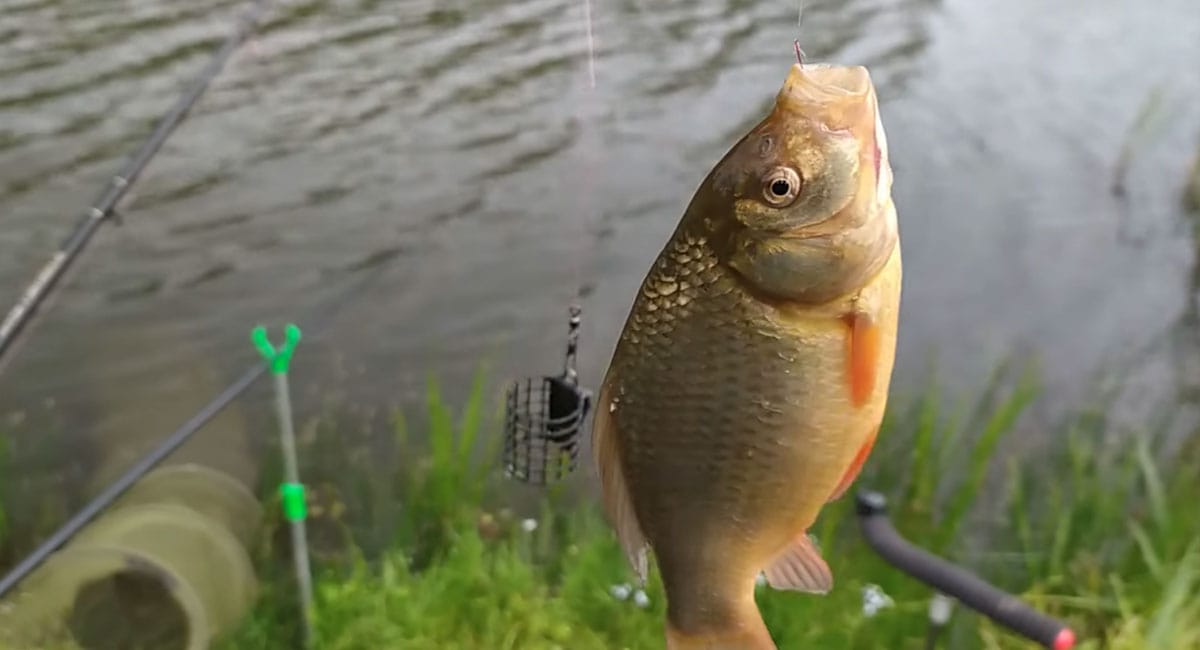 Пикерная ловля 2025: тренд на деликатную снасть