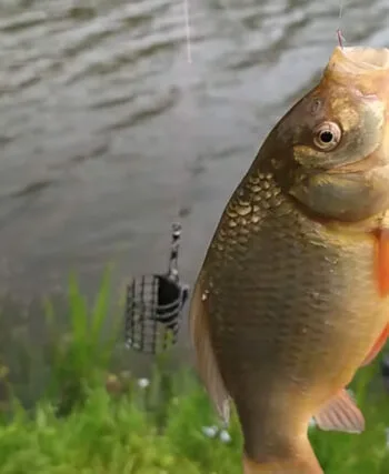 Пікерна ловля 2025: тренд на делікатну снасть