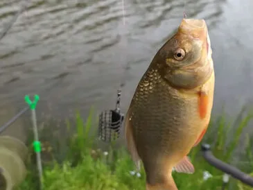 Пікерна ловля 2025: тренд на делікатну снасть