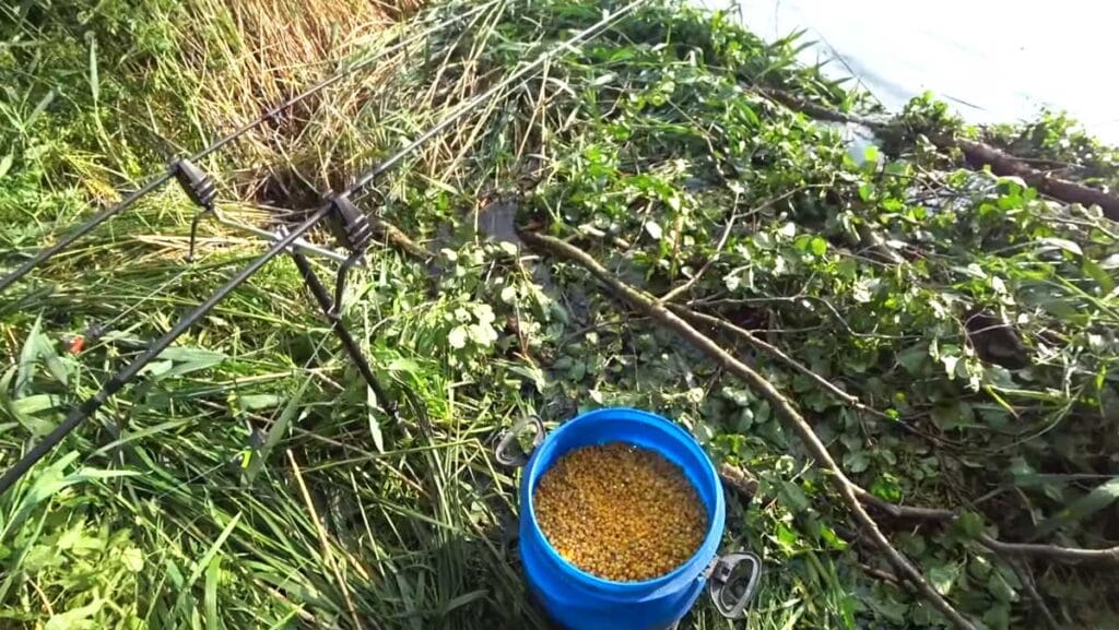 Поиск и приваживание белого амура на пруду: рабочая тактика
