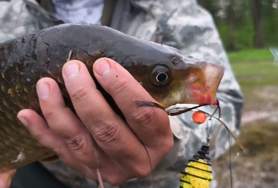 Яка прикормка для карася краща в спеку?