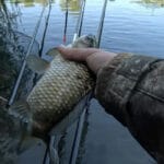 В Украине набирает популярность пикерная ловля на коротких дистанциях