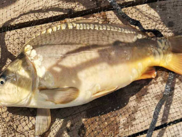 Прикормка на карпа, которая сводит рыбу с ума: рецепт от профи