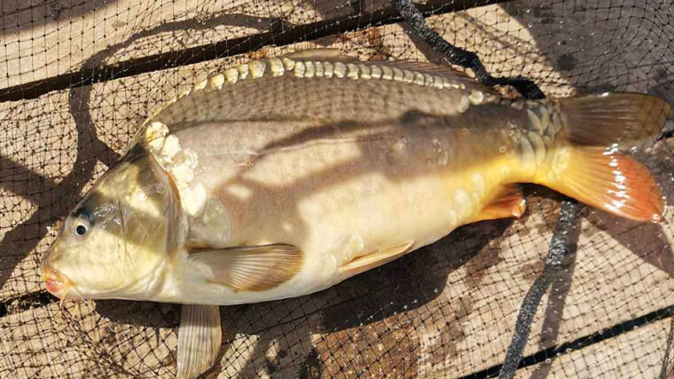 Прикормка на карпа, которая сводит рыбу с ума: рецепт от профи