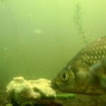 Щука змістилася в зарості – рибалки переходять на воблери з короткою лопаткою