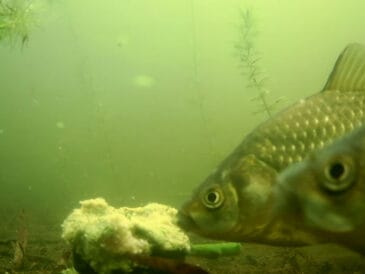 Просто додав кріп у прикормку - і карась почав клювати як скажений!