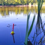 50 плотвиц за 2 часа: откройте для себя метод, который работает всегда