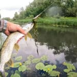 В Киеве поймали карася-гиганта весом более полкилограмма (фото)