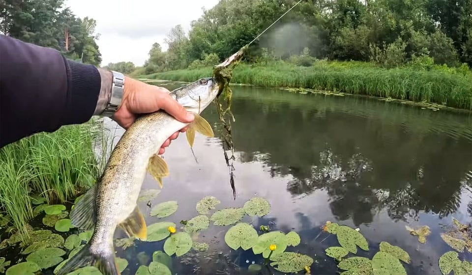 Прогноз клева рыбы 21 - 27 июля 2025 в Украине