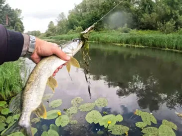 Прогноз кльову риби 21-27 липня 2025 в Україні