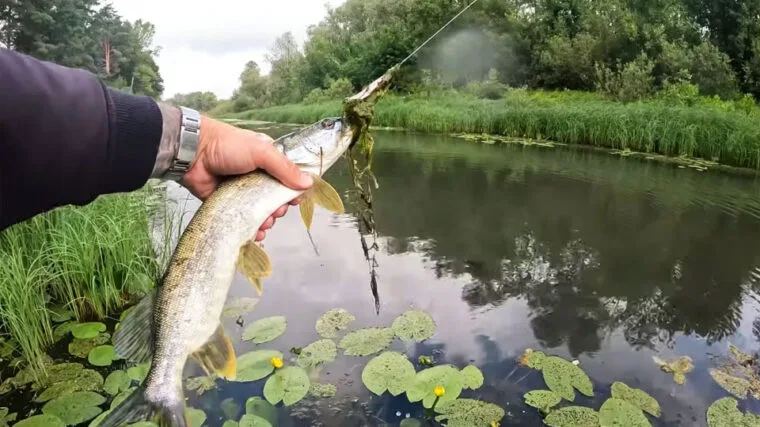 Прогноз кльову риби 21-27 липня 2025 в Україні