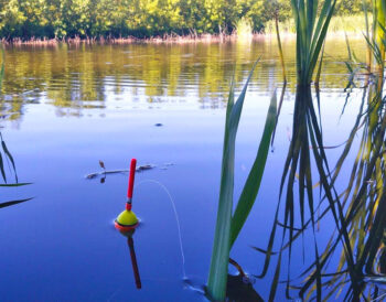 Прогноз кльову риби 14 - 20 липня 2025 в Україні