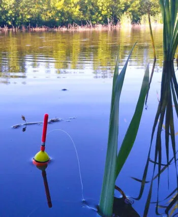 Прогноз кльову риби 14 - 20 липня 2025 в Україні