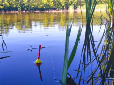 Прогноз кльову риби 14 - 20 липня 2025 в Україні